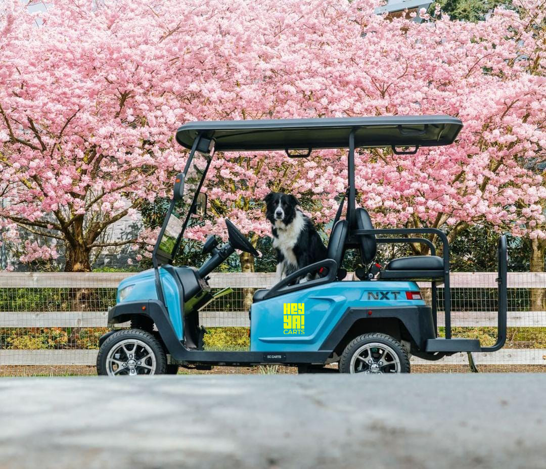 cherry blossoms and dog