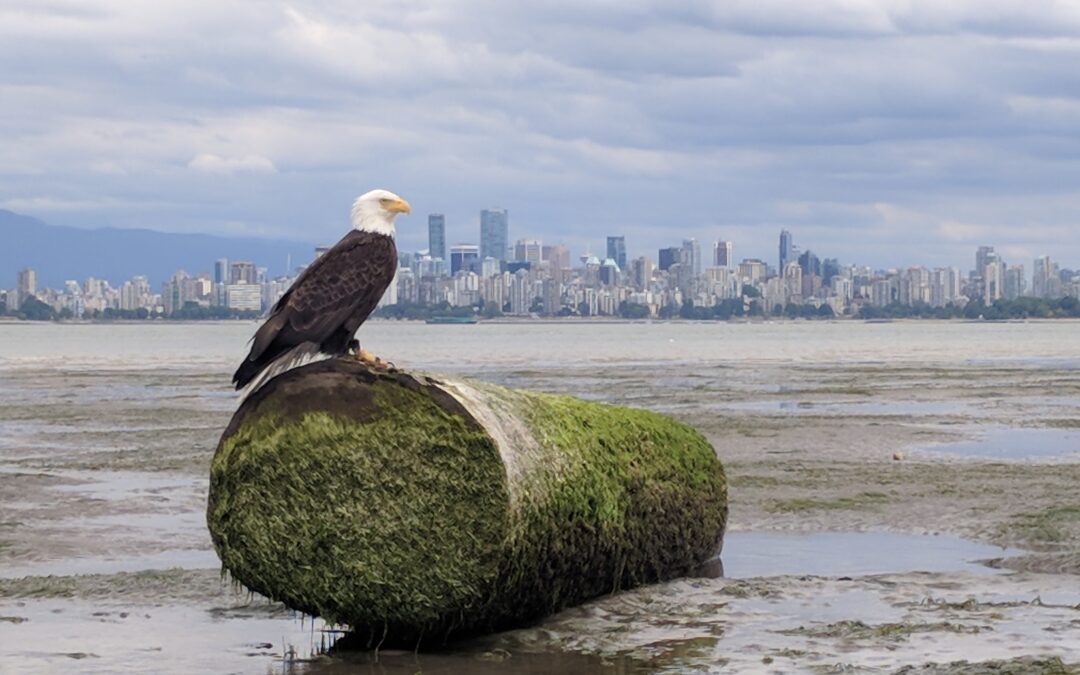 Quiet Scenic Spots in Vancouver (Away From the Crowds)